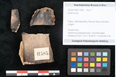 Foto (Objekt + Etikett) von Quercus sp. (NHMW-GEO-2024-0188-11585)
